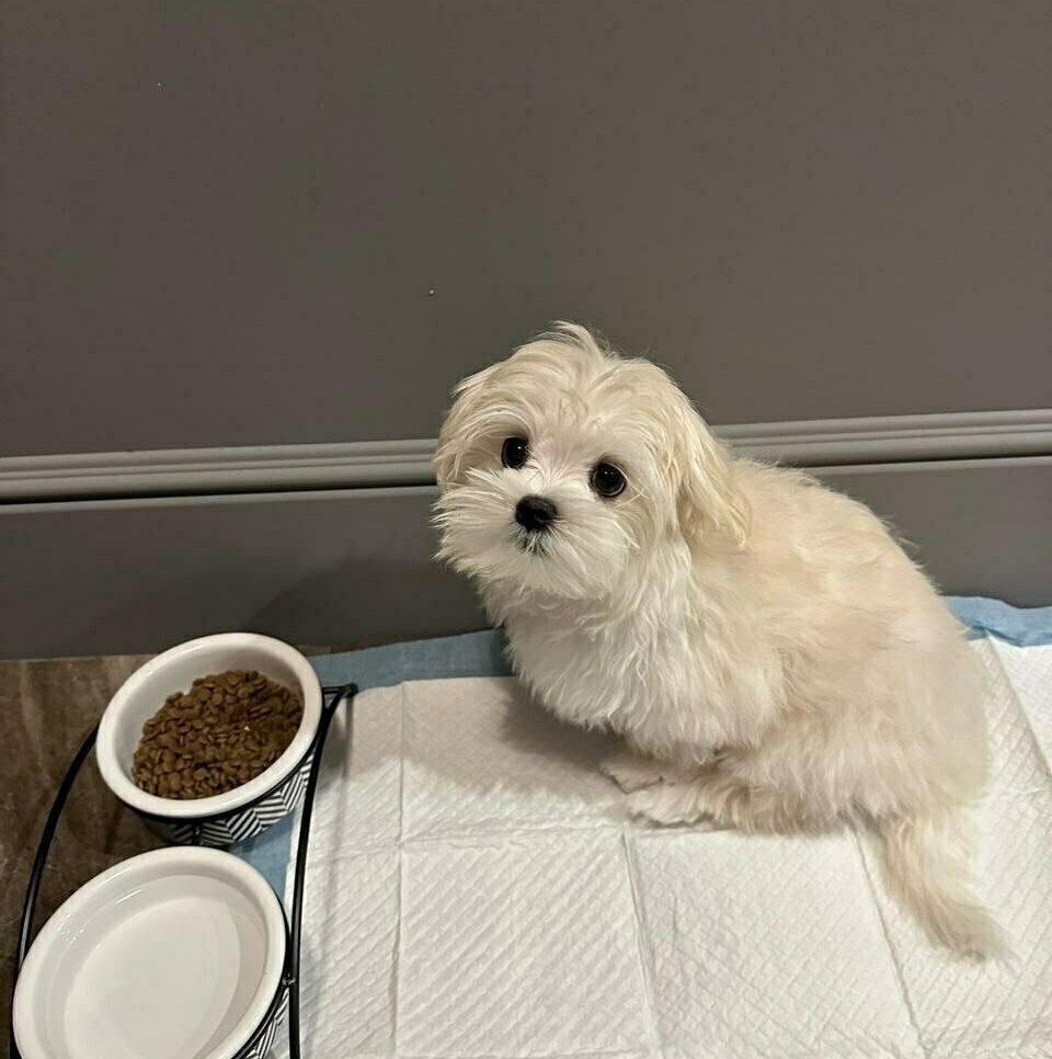 порода мальтезе мальтезе фото