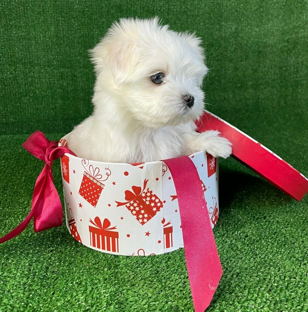 фото щенка мальтийской болонки мальтийская болонка фото