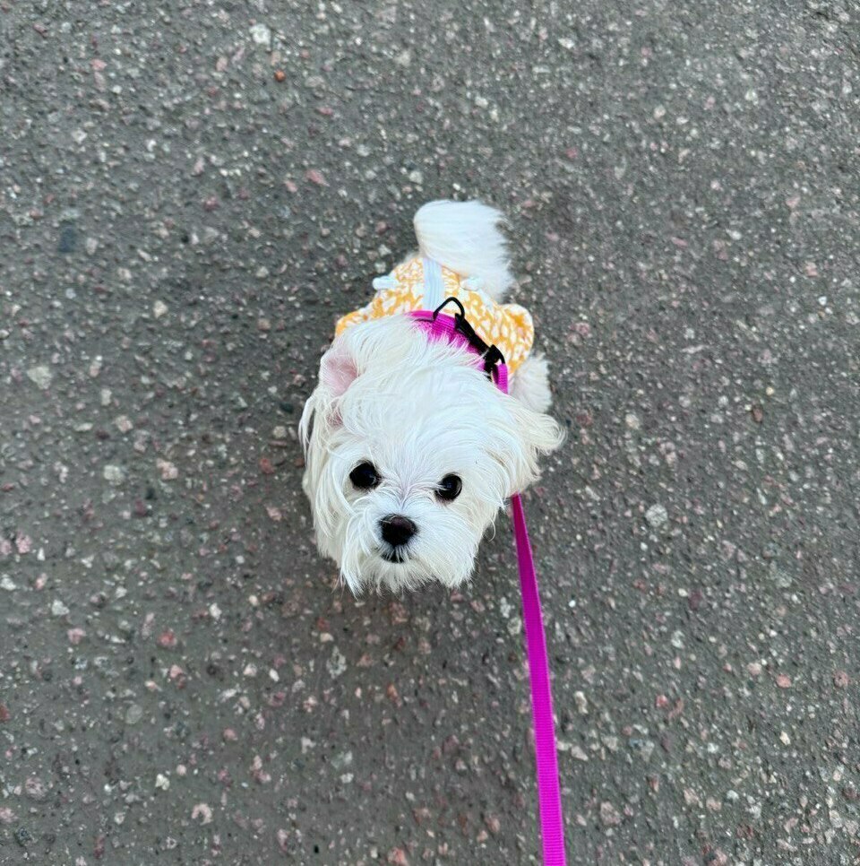 мальтези щенки мальтези