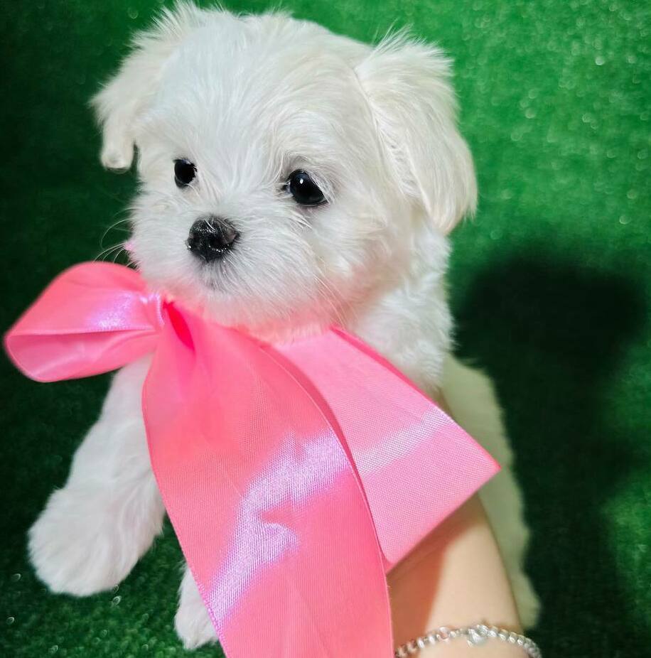 мальтийская болонка мальтийская собака