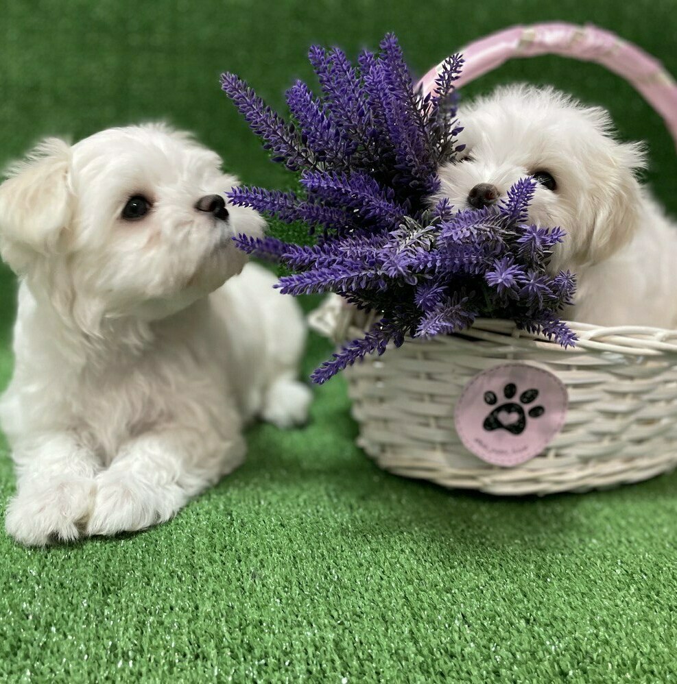 купить щенка мальтезе мальтийская болонка щенки