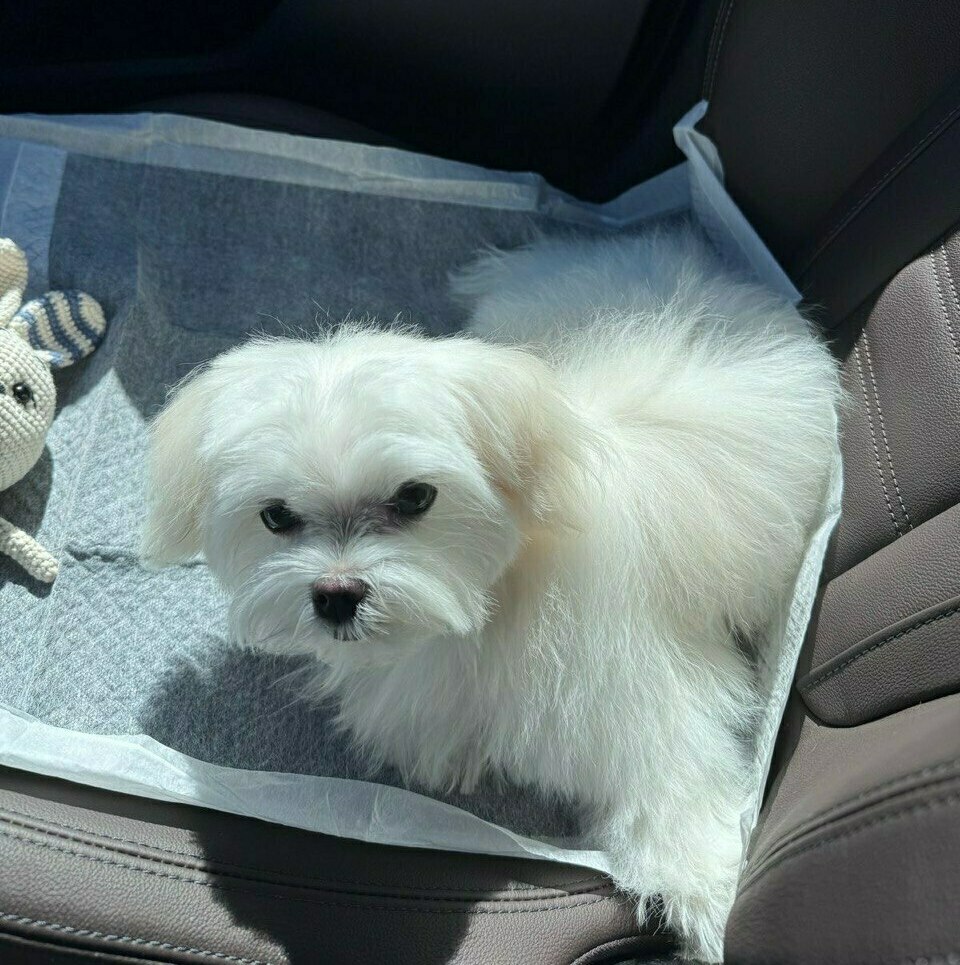 мальтезе щенок мальтезе фото