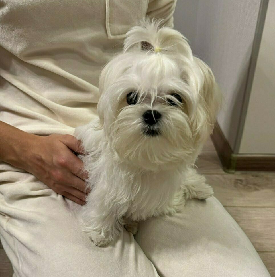 мальтезе купить щенка щенки мальтезе