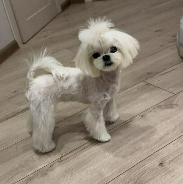 мальтезе мальтезе собака