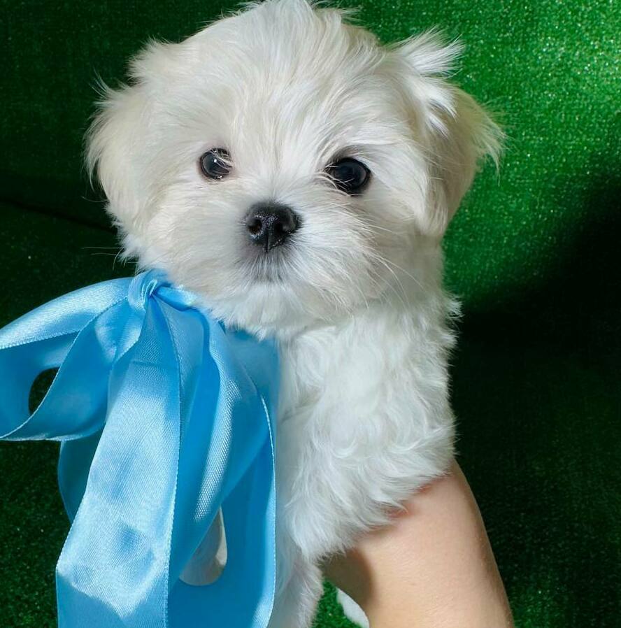 мальтийская болонка щенок мальтийской болонки