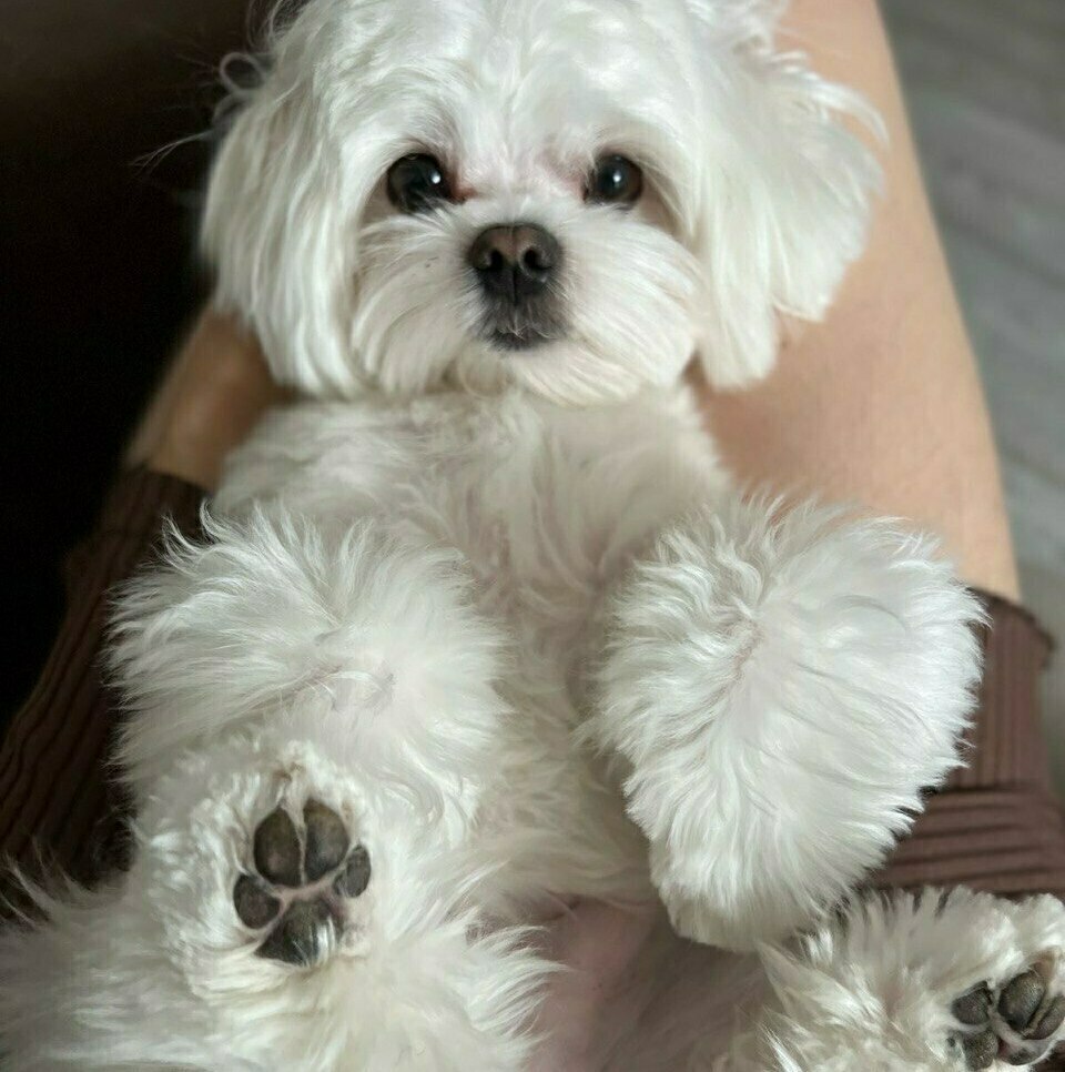 мальтези мальтези щенки