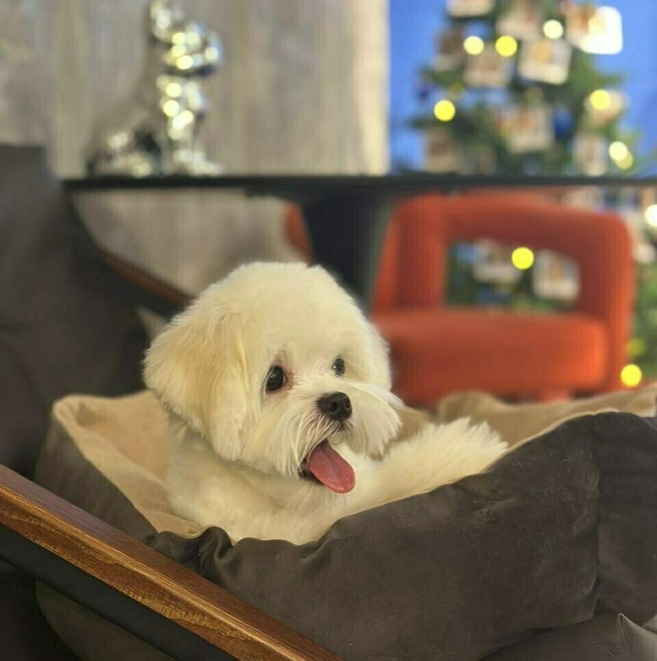 щенок мальтезе мальтезе фото