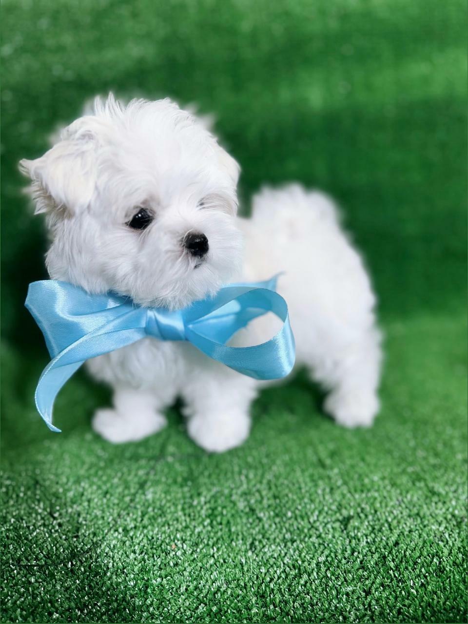 Грэм Чип Оливер / Graham Chip Oliver