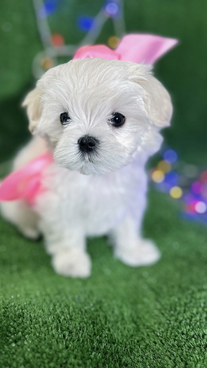 Вивьен Луна Мэй / Vivienne Luna May