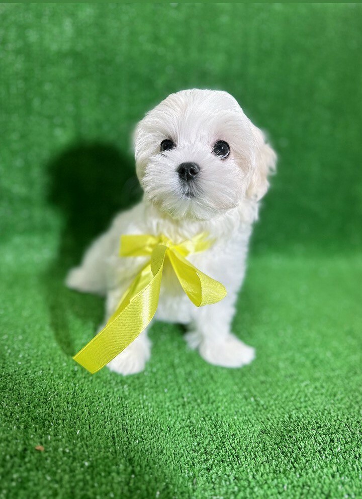 Berry Avery Rose / Берри Эйвери Роуз