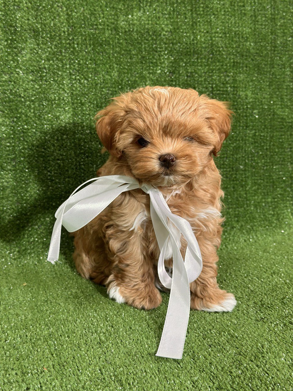 Алиша Ханни Мун / Alicia Honey Moon